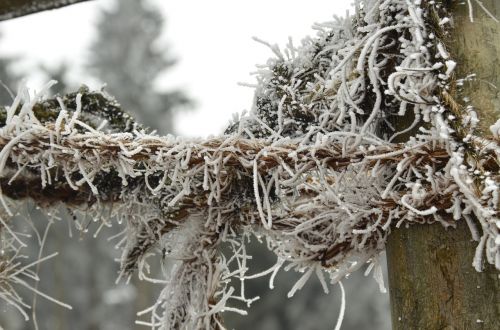 ripe snow branch