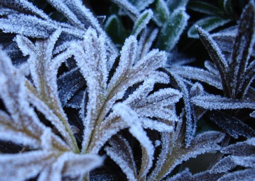 ripe hoarfrost leaves