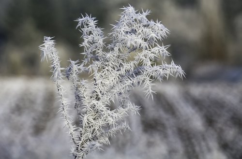 ripe  winter  ice