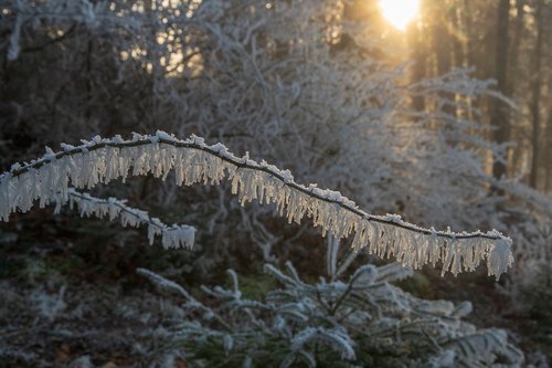 ripe  branch  light