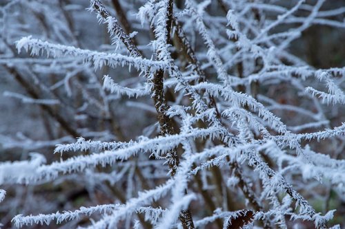 ripe  frost  branches