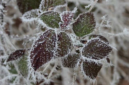 ripe  crystals  winter