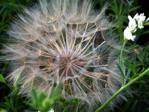 ripe fruit dandelion