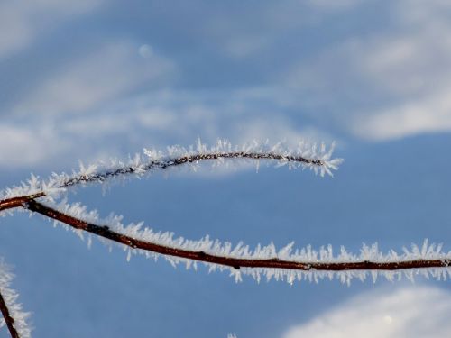 ripe sprig frozen