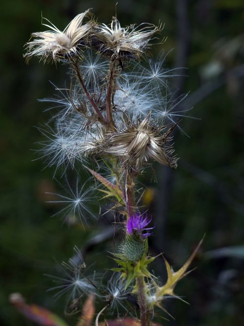 ripe fruit withered thistle
