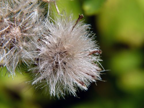 ripe fruit wildflower meadow