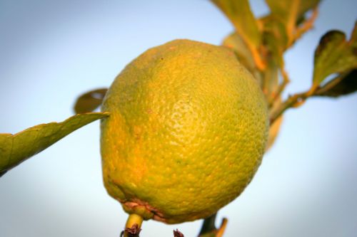 Ripe Lemon