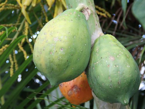 ripe papaya unripe papaya carica papaya