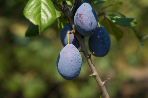 Ripe Plums