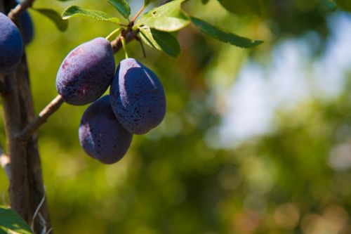 Ripe Plums