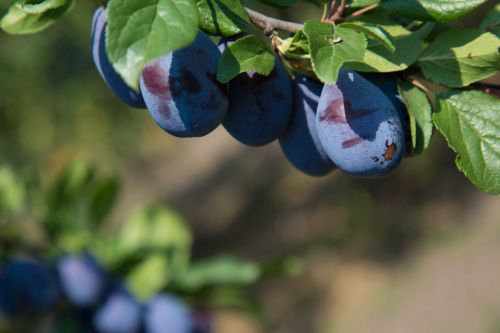 Ripe Plums