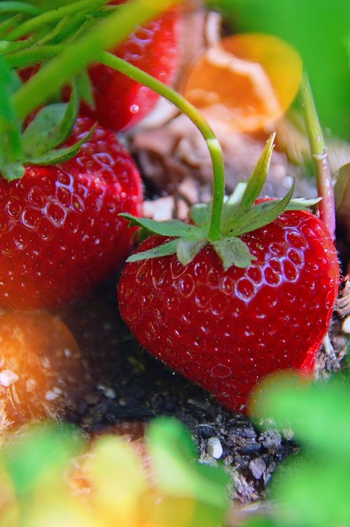 ripe strawberry  red strawberries  fruit