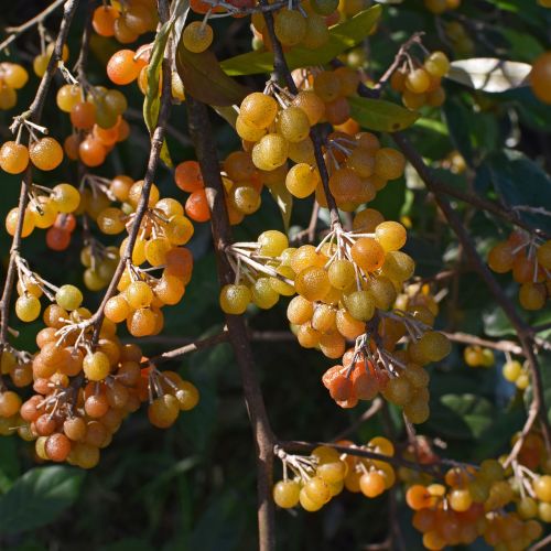 ripening autumn olive berries shrub plant