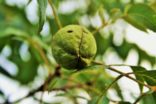 Ripening Pecan Nut