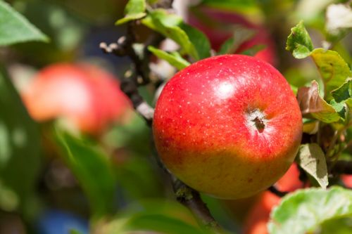 Ripening Red Apple