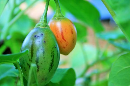 Ripening Tree Tomato