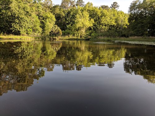ripples  pond  reflection