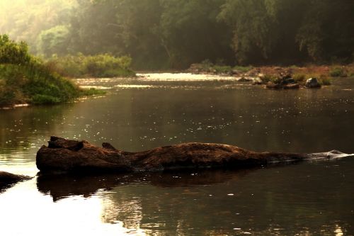 river log water