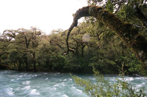 river rapids trees