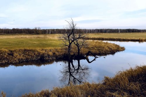 river tree mirroring