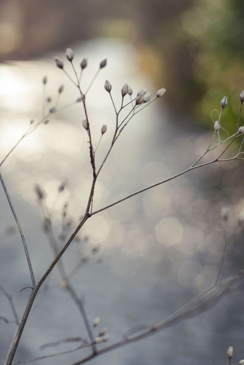 river water bokeh