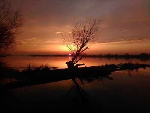river tree sunset