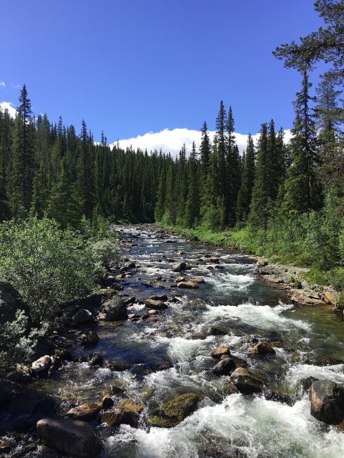 river forest landscape