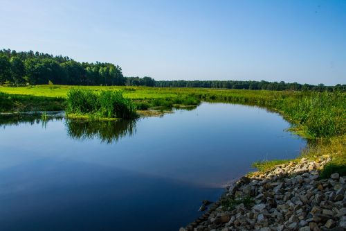 river landscape bank reed