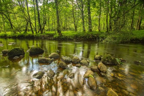 river stones trees