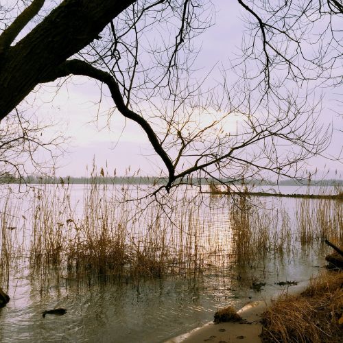 river nature tree