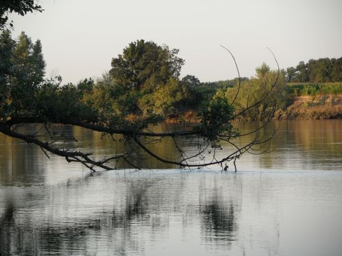 river tree insect