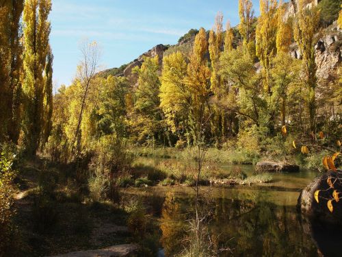 river poplars reflection