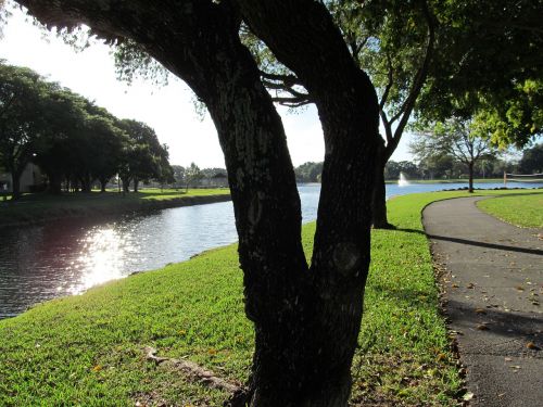 river tree scenic