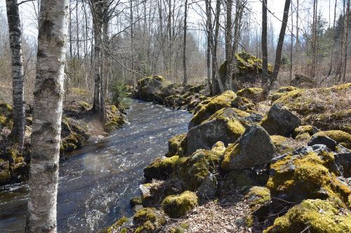 river stones moss
