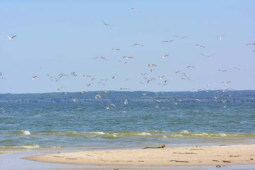 river summer gulls
