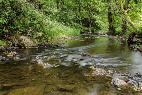 river trees stones