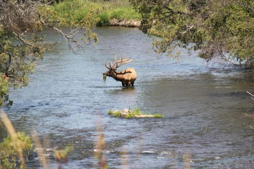 river elk wildlife