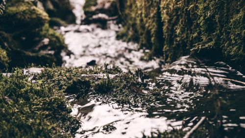 river water grass