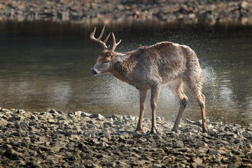 river water deer