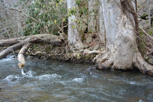 river tree root
