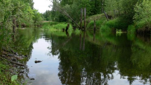 river forest water