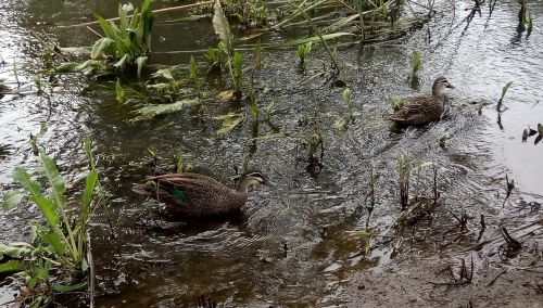 river ripples ducks