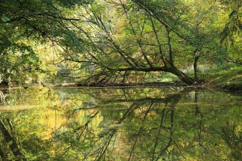 river trees leaves