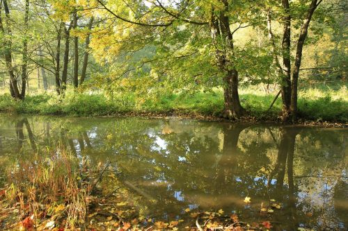 river trees leaves