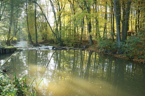 river trees leaves