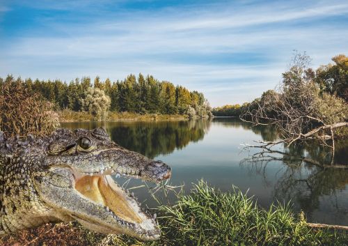 river crocodile nature