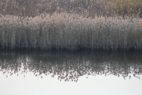 river reed beach