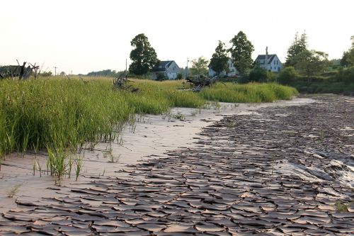 river muddy country