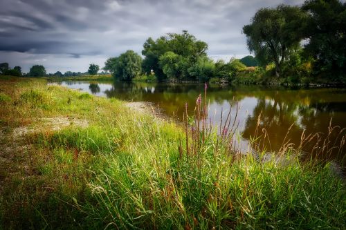 river bank grass