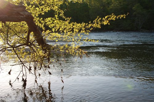 river  nature  wood